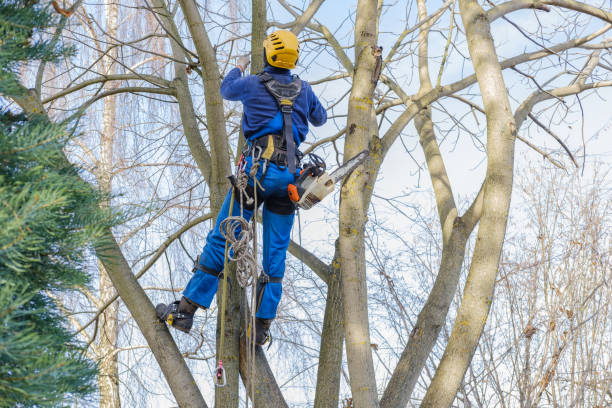 Best Leaf Removal  in Belvedere, CA