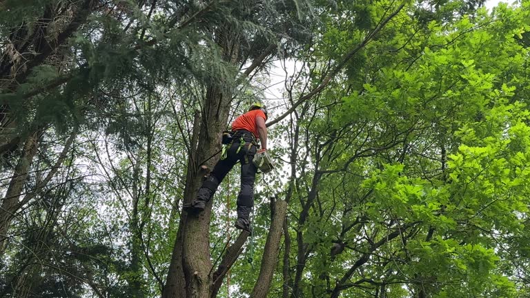 Best Utility Line Clearance  in Belvedere, CA